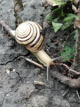 Snail Foto stock