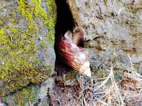 A snail Stock Photos