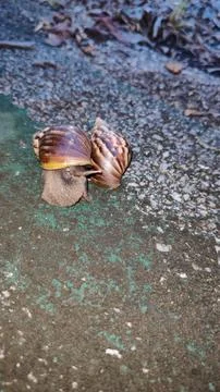 Snail Stock Photos