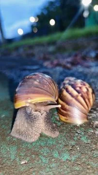 Snail 🐌 스톡 사진