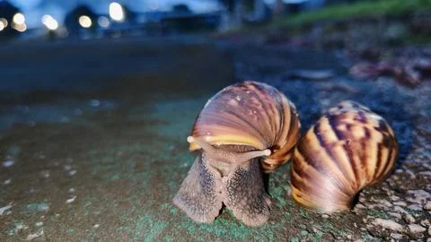 Snail 스톡 사진