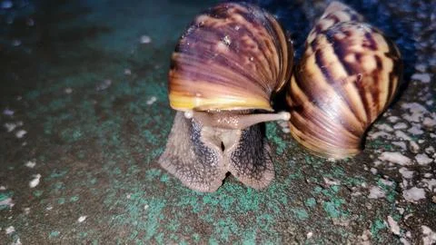Snail 스톡 사진