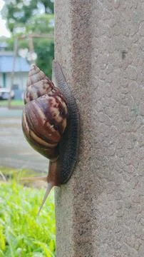 Snail 스톡 사진