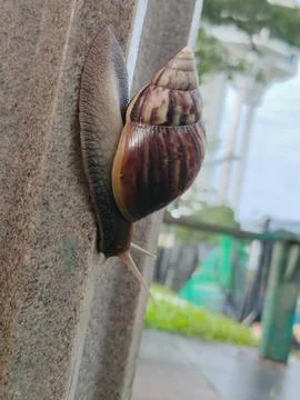 Snail 스톡 사진
