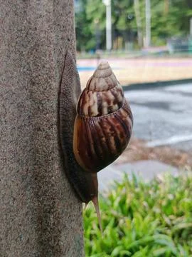 Snail Stock Photos