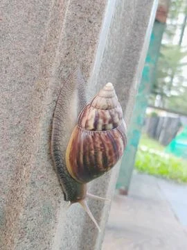 Snail Stock Photos