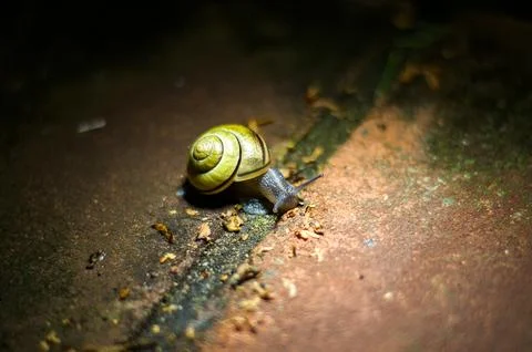Snail Stock Photos
