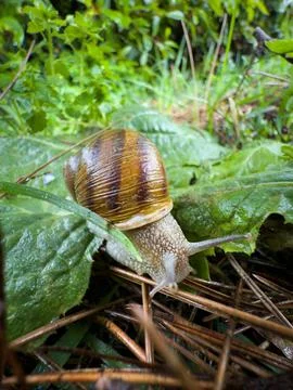 Snail Stock Photos