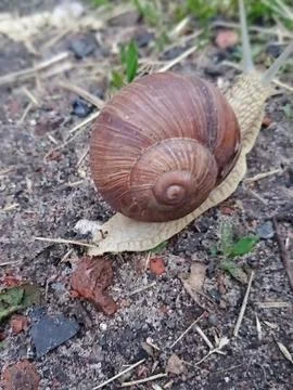 Snail Stock Photos