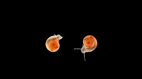 Snail Planorbis sp. under a microscope, family Planorbidae, order Pulmonata.. Stock Photos