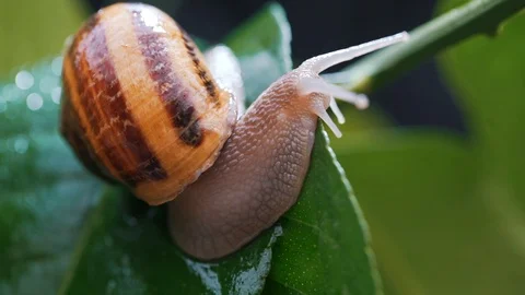A snail on a plant with dew close-up Stock Footage 121181527