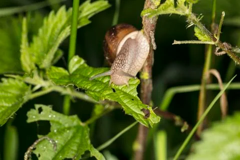 Snail on the plant, eats the leaves Stock Photos