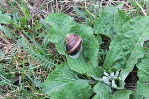 Snail on the plantain leaf Stock Photos