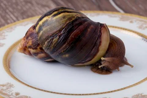 Snail in the plate Фото