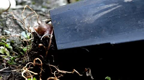 Snail in Pot Stock Footage 8847102