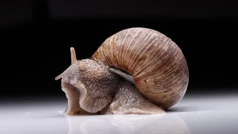 Snail pulls horns from a shell Stock Footage 159148286