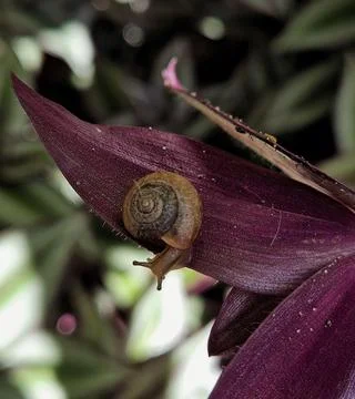 Snail on Purple Leaf Stock Photos