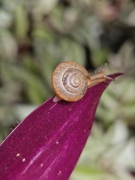 Snail on a purple leaf Foto stock