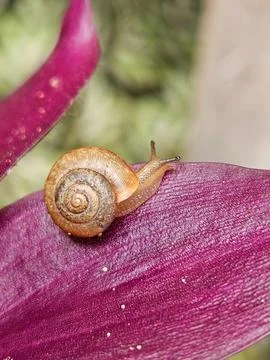 Snail on a purple leaf Stock Photos