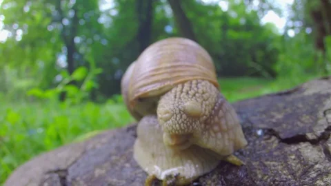 A snail puts out its horns Stock Footage 70553722