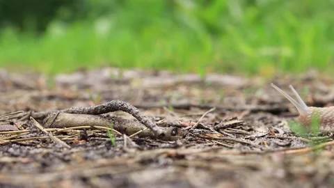 The snail quickly crawls in front of the camera, selective focus Stock Footage 194268129