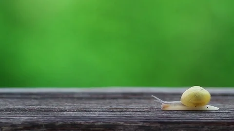 Snail Quickly Crawls on a Green Background. Grass. Austria 스톡 동영상 78041284