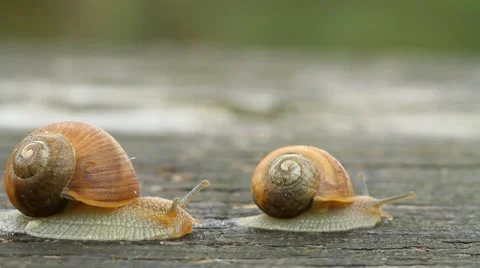Snail race Stock Footage