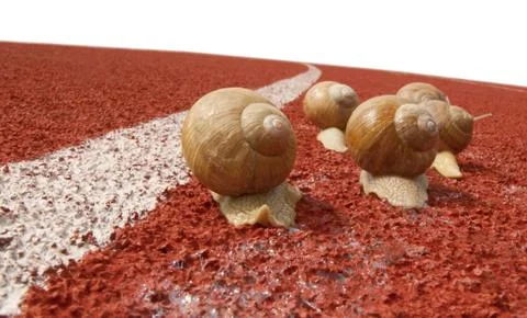 Snail race Stock Photos