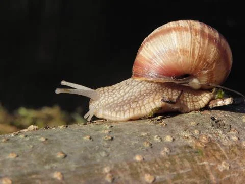 Snail race Stock Photos