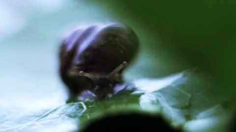 Snail in the rain Stock Footage 12132758