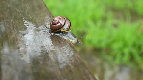 A snail in the rain Stock Footage 156012630