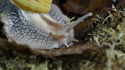 Snail in the rain in the forest Video stock 130668957