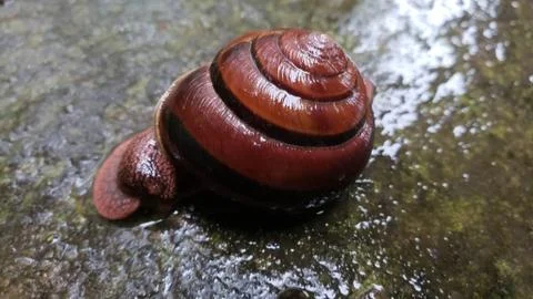 Snail in the Rain Stock-Fotos