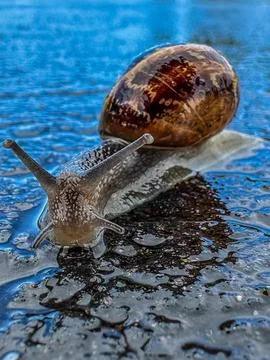 Snail in a Rain Puddle Stock Photos