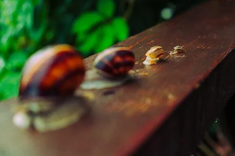 Snail in a rainy day, from tiny to big, brothers and sisters Stock Photos