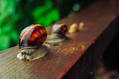 Snail in a rainy day, from tiny to big, brothers and sisters Stock Photos