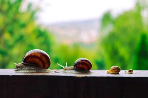 Snail in a rainy day, from tiny to big, brothers and sisters Stock Photos
