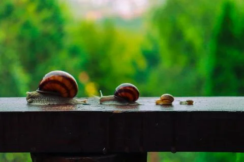 Snail in a rainy day, from tiny to big, brothers and sisters Stock Photos