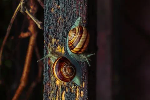 Snail in a rainy day, from tiny to big, brothers and sisters Foto stock