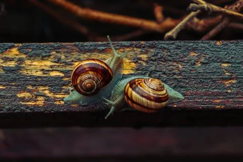 Snail in a rainy day, from tiny to big, brothers and sisters Stock Photos