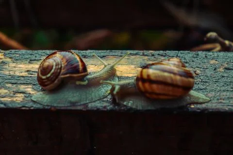 Snail in a rainy day, from tiny to big, brothers and sisters Stock Photos