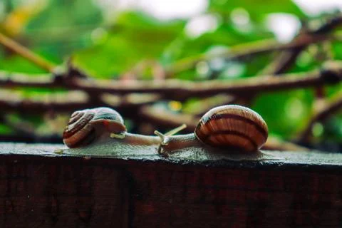Snail in a rainy day, from tiny to big, brothers and sisters Stock Photos