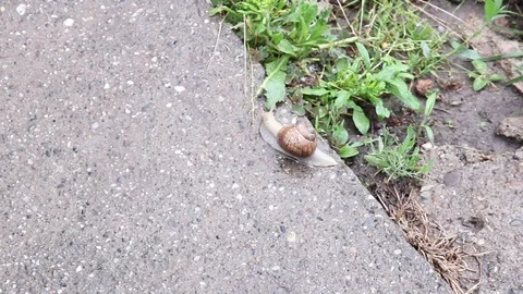 Snail On The Rainy Weather Stock Footage 91502154