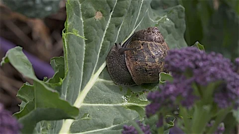Snail reacts Stock Footage 81993989