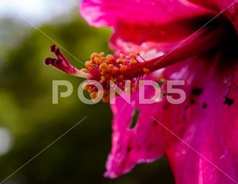 Snail-like red-orange hibiscus stigma reaching out on green background Stock Photos