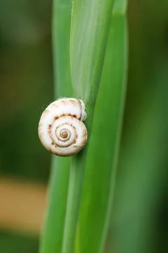 Snail on reed leaf close up Stock Photos
