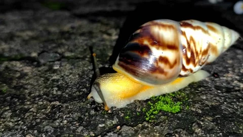 Snail respons to light at night Stock Footage 221108405