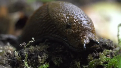 Snail resting on the ground Stock Footage 116618703