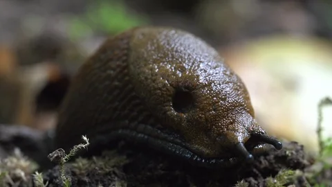 Snail resting on the ground Stock Footage 116618723