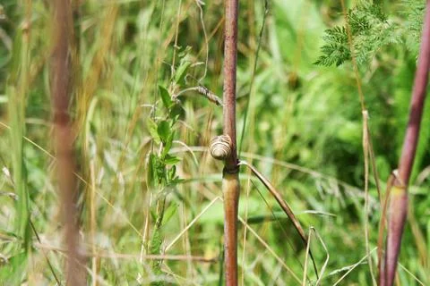 Snail resting in the nature on a sunny day in the middle of the field Stock Photos